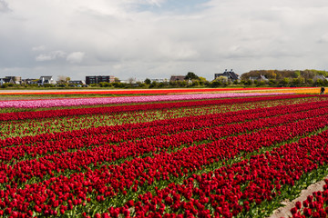 Fototapeta na wymiar Tulips flowers field in Holland