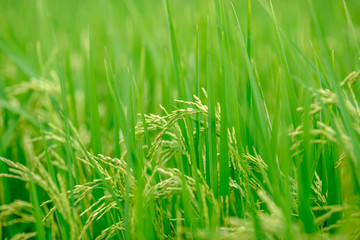 Rice field It is often seen during the farming season.