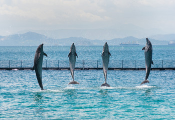 four bottle-nose dolphins coming out of the sea
