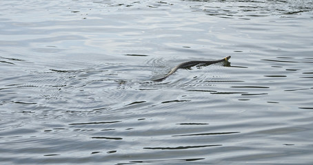 The snake (Natrix natrix) swims through the water, migrates to the other side of the lake.