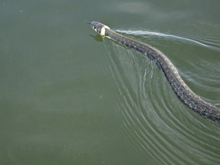 The snake (Natrix natrix) swims through the water, migrates to the other side of the lake.