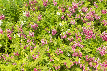 Fototapeta premium Background and texture of pink flower and green leaf.