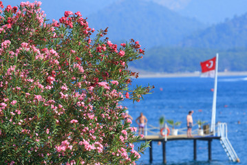 Fototapeta na wymiar Oleanders flowers on the Mediterranean Sea in Kemer