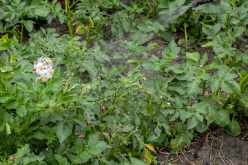 Man spraying of pesticide on potato plantation.