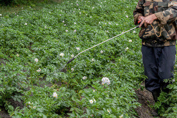 Man spraying of pesticide on potato plantation.