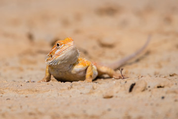 Closeup of a Bearded Dragon (Pogona vitticeps).
