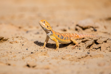 Closeup of a Bearded Dragon (Pogona vitticeps).