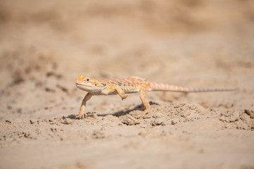 Closeup of a Bearded Dragon (Pogona vitticeps).