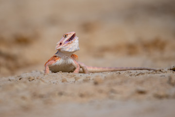 Closeup of a Bearded Dragon (Pogona vitticeps).