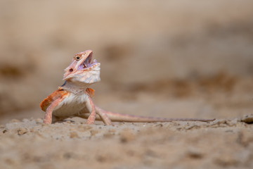 Closeup of a Bearded Dragon (Pogona vitticeps).