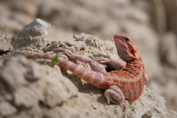 Closeup of a Bearded Dragon (Pogona vitticeps).