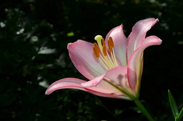 красивая розовая лилия в саду. цветы
