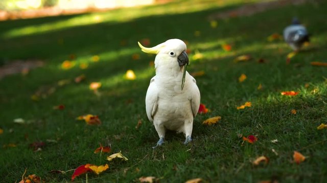 Cockatoo Bird is a parrot