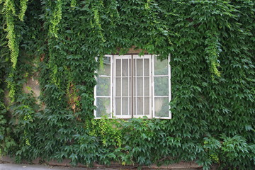 Window in facade overgrown with ivy in city centre of Esztergom, Hungary