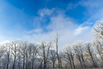 Fresh snow in forest