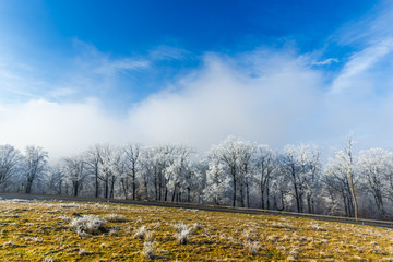 Rime on the morning winter