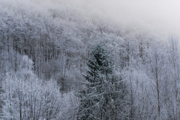 Fresh snow in forest