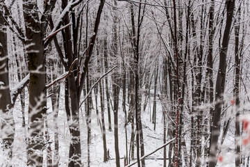 Fototapeta premium Fresh snow in forest