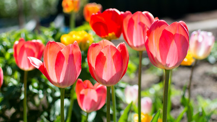 The classic Red Tulips in the garden. Darwin Hybrid Oxford Tulips against the bright spring sun. Red tulips look transparent with the morning sun sifed through the petals.