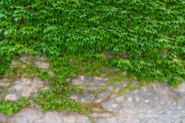 Obraz premium überwachsene Mauer