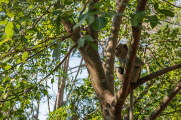 The monkey is eating some foods on the trees.