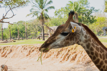 Close-up shot of the giraffe in front of trees, it's eating some foods, in the Open zoo, Chonburi, Thailand.