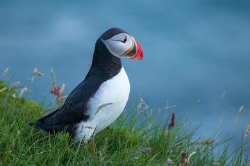 Der Papageitaucher (Fratercula arctica)