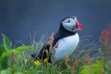 Der Papageitaucher (Fratercula arctica)