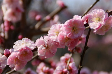 Fototapeta na wymiar Japan Kirschblüte Hintergrund Zweig Baum