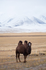 One camel stands in the steppe against the backdrop of a snow-capped mountain
