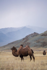 One camel in profile against the background of mountains in the steppe