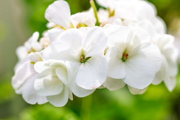 lilas flores blancas 