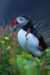 Der Papageitaucher (Fratercula arctica)