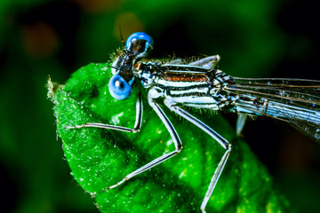 Blue dragonfly.