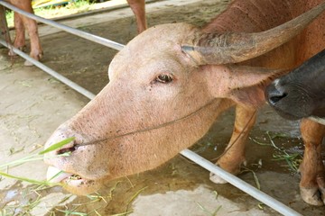albino buffalo in country farm