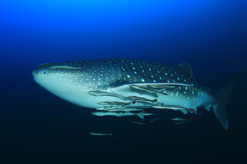 Fototapeta premium Whale Shark 