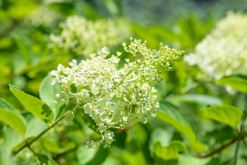 白いノリウツギの花