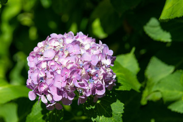 紫色のあじさいの花のアップ