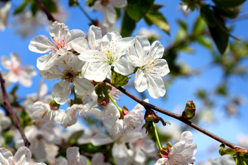 Flowering branch with white cherry blossoms against the blue sky