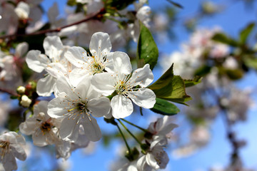 Flowering branch with white cherry blossoms against the blue sky