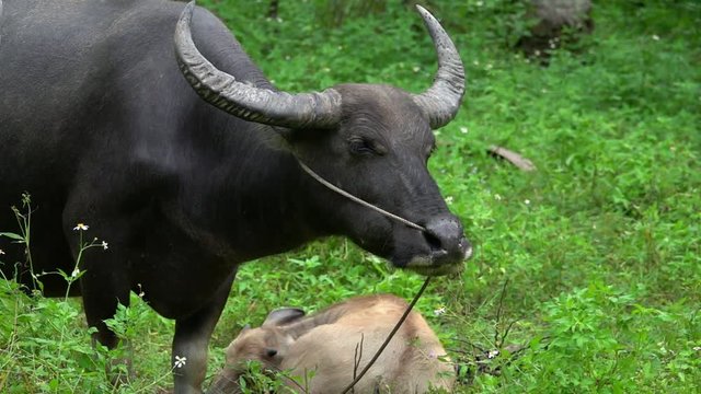 Portrait of Thai Water Buffalo (Bubalus Bubalis) Chewing Grass