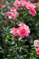 ピンク色のばら「ジャルダンドゥフランス」	