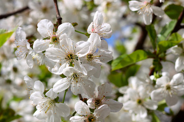 Flowering branch with white cherry blossoms
