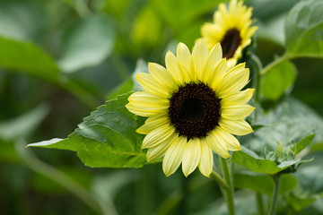 黄色いヒマワリの花	