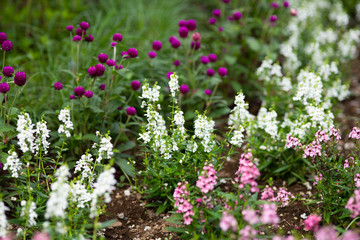 白とピンクのアンゲロニアの花