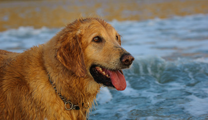 Golden Retriever dog outdoor portrait by water