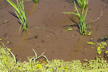 6月の青々とした稲のクローズアップ