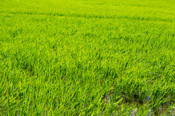 6月の青々とした稲