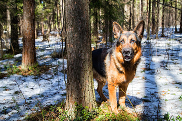 Dog German Shepherd in the forest in an early spring