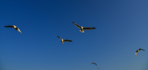 Seagull flying in the blue sky